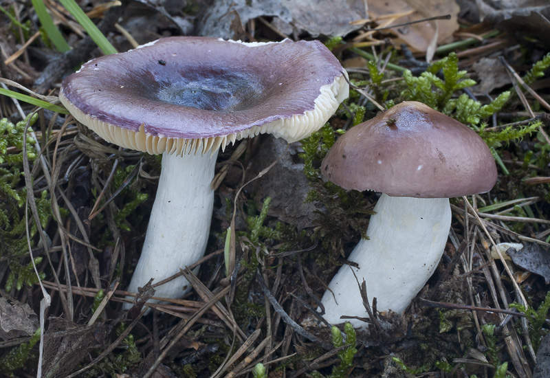 Russula amara